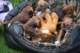 dsc_6842_small.jpg