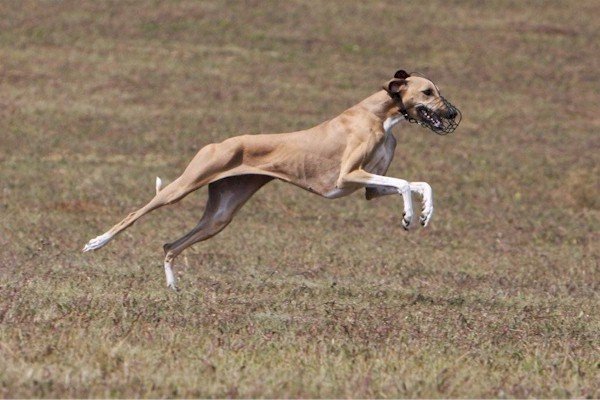 adduna_coursingtraining2.jpg