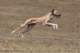 adduna_coursingtraining2_small.jpg