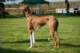 dsc_4140_small.jpg